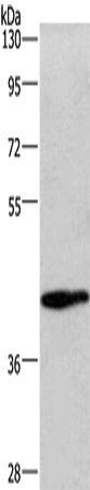 Anti-Human/Mouse WNT3A Antibody - ABMIUM