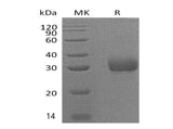 > 95 % as determined by reducing SDS-PAGE.