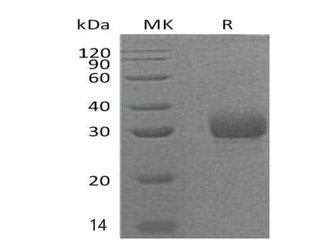 > 95 % as determined by reducing SDS-PAGE.