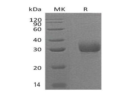 > 95 % as determined by reducing SDS-PAGE.