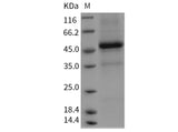 > 85 % as determined by reducing SDS-PAGE.