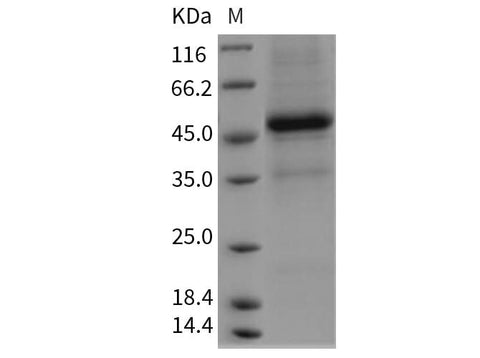 > 85 % as determined by reducing SDS-PAGE.