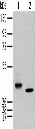 Anti-Human IDO2 Antibody