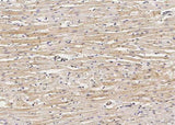 Anti-Rat DSC2 Antibody [B524]