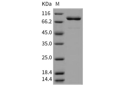 > 95 % as determined by reducing SDS-PAGE.