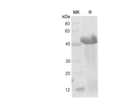 SDS-PAGE analysis of Mouse Ceacam1/BGP-1 proteins, 2 μg/lane of Recombinant Mouse Ceacam1/BGP-1 proteins was resolved with SDS-PAGE under reducing conditions, showing bands at 40-48 kDa.