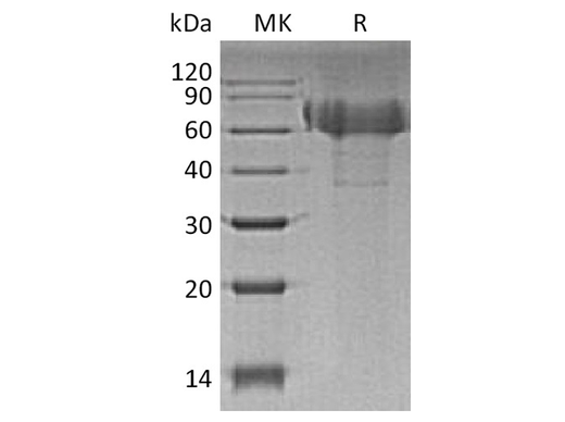 > 90 % as determined by reducing SDS-PAGE.