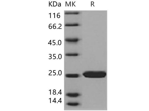 > 97 % as determined by reducing SDS-PAGE.