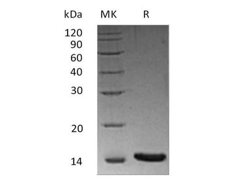 Recombinant Human/Mouse/Rat Activin A/INHBA Protein - ABMIUM