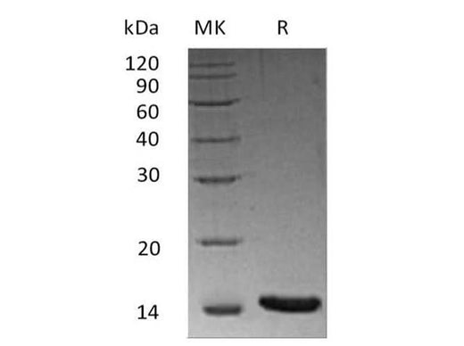 Recombinant Human/Mouse/Rat Activin A/INHBA Protein - ABMIUM