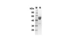 SDS-PAGE analysis of Mouse Ctla4 CD152 proteins, 2 μg/lane of Recombinant Mouse Ctla4 Cd152 proteins was resolved with SDS-PAGE under reducing conditions, showing bands at 38.8 kDa.