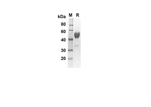 SDS-PAGE analysis of Mouse Ctla4 CD152 proteins, 2 μg/lane of Recombinant Mouse Ctla4 Cd152 proteins was resolved with SDS-PAGE under reducing conditions, showing bands at 38.8 kDa.