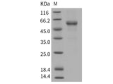 > 90 % as determined by reducing SDS-PAGE.