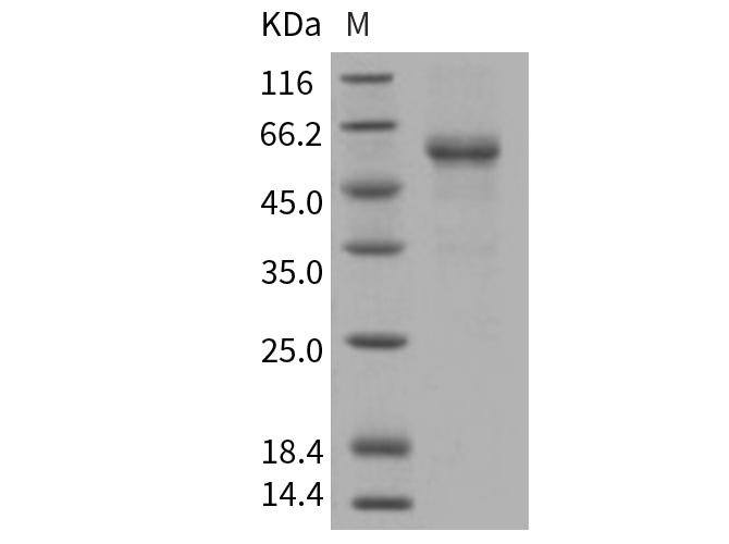 > 90 % as determined by reducing SDS-PAGE.