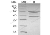 > 85 % as determined by reducing SDS-PAGE.