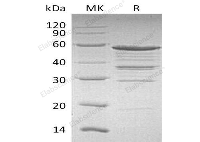 > 85 % as determined by reducing SDS-PAGE.