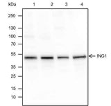 Anti-Human/Rat/Mouse ING1 Antibody [A530]
