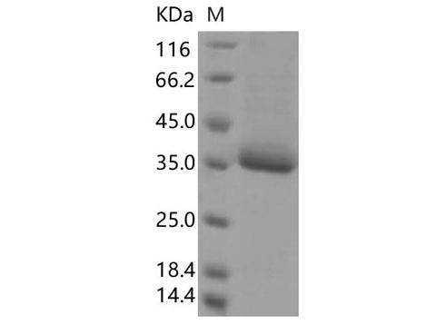 > 85 % as determined by reducing SDS-PAGE.