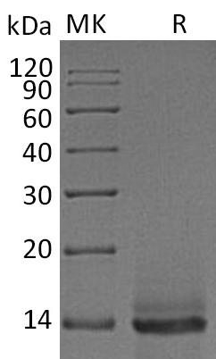 Recombinant Human/Mouse/Rat GDF-8/Myostatin - ABMIUM