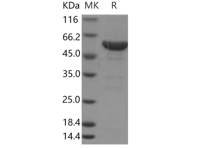 > 90 % as determined by reducing SDS-PAGE.