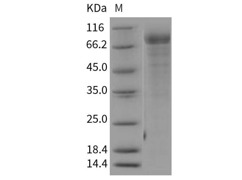 > 80 % as determined by reducing SDS-PAGE.