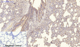 Immunohistochemistry of paraffin-embedded Rat lung tissue using COL4A1 Monoclonal Antibody at dilution of 1:200.