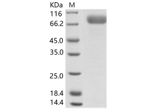> 95 % as determined by reducing SDS-PAGE.