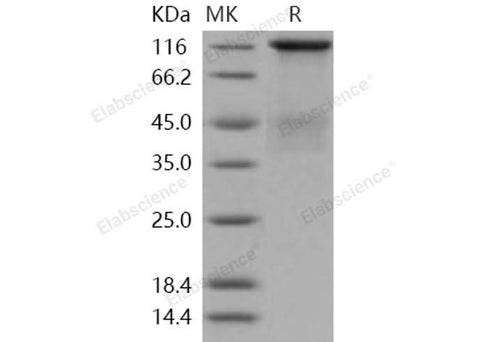> 95 % as determined by reducing SDS-PAGE.