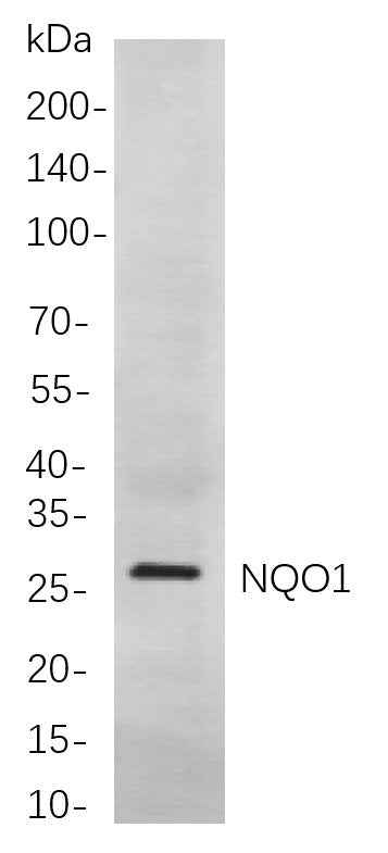 Anti-Human/Mouse/Rat NQO1 Antibody [B739] - ABMIUM