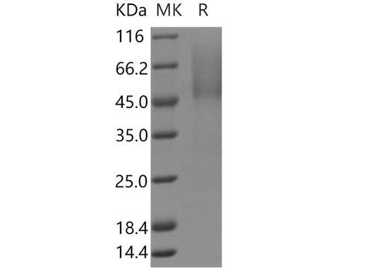> 85 % as determined by reducing SDS-PAGE.