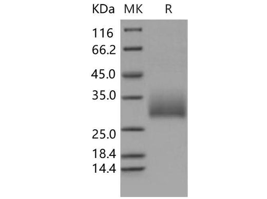 > 95 % as determined by reducing SDS-PAGE.
