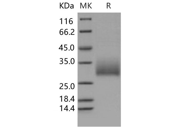 > 95 % as determined by reducing SDS-PAGE.