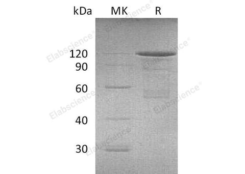 > 90 % as determined by reducing SDS-PAGE.