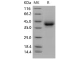 > 95 % as determined by reducing SDS-PAGE.