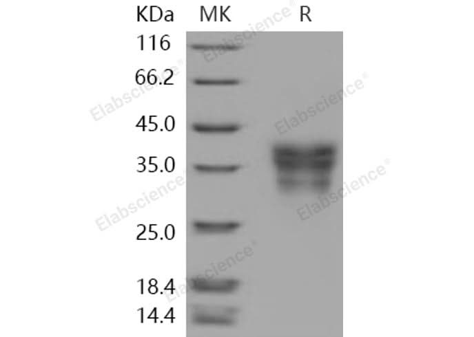 > 96 % as determined by reducing SDS-PAGE.