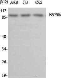 Anti-Human/Mouse/Rat HSP90 alpha Antibody