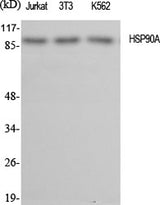 Western Blot analysis of various cells using HSP90 alpha Polyclonal Antibody at dilution of 1:2000.