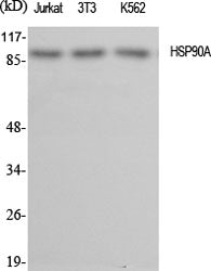 Western Blot analysis of various cells using HSP90 alpha Polyclonal Antibody at dilution of 1:2000.