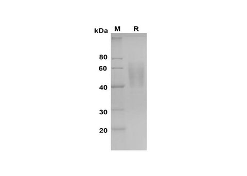 SDS-PAGE analysis of Human ICOSL proteins, 2 μg/lane of Recombinant Human ICOSL proteins was resolved with SDS-PAGE under reducing conditions, showing bands at 40-60 kDa.