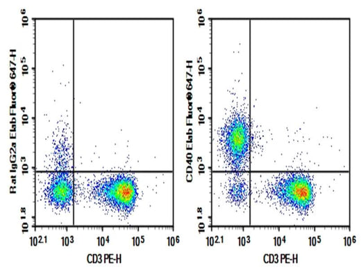 C57/BL6 Mouse splenocytes were stained with 0.2 μg AF/LE Purified Anti-Mouse CD40 Antibody[FGK4.5/FGK45] (Right) and 0.2 μg Rat IgG2a, κ Isotype Control (Left), followed by Elab Fluor<sup>®</sup> 647-conjugated Goat Anti-Rat IgG Secondary Antibody, then anti-Mouse CD3 PE-conjugated Monoclonal Antibody.