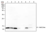Anti-Human/Rat/Mouse Histone H4 (Mono Methyl Lys12) Antibody [A838] - ABMIUM