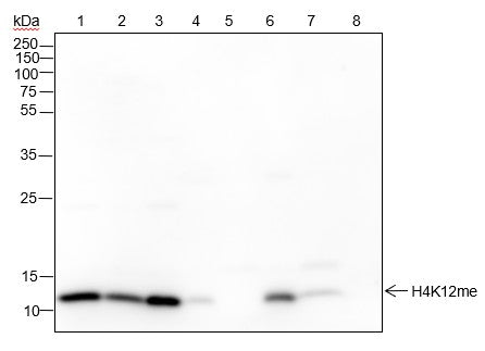 Anti-Human/Rat/Mouse Histone H4 (Mono Methyl Lys12) Antibody [A838] - ABMIUM