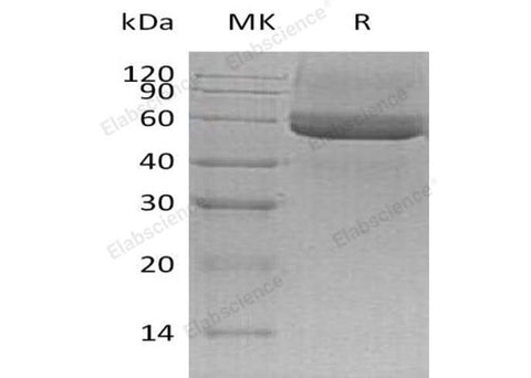 > 95 % as determined by reducing SDS-PAGE.