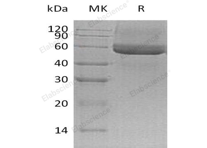 > 95 % as determined by reducing SDS-PAGE.
