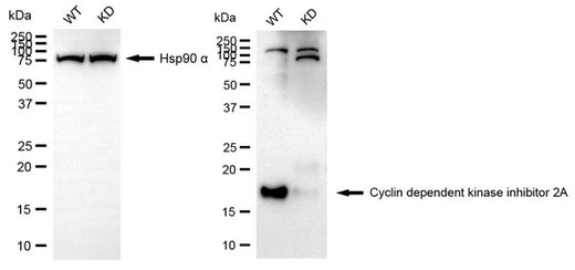 CDKN2A WT vs knockdown HeLa western blot with HSP90 loading control