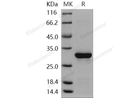 > 95 % as determined by reducing SDS-PAGE.