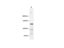Anti-Human E-Cadherin Antibody - ABMIUM