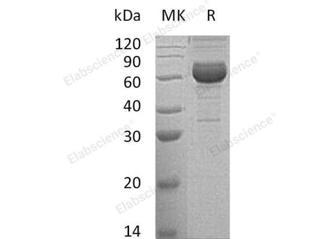 > 85 % as determined by reducing SDS-PAGE.