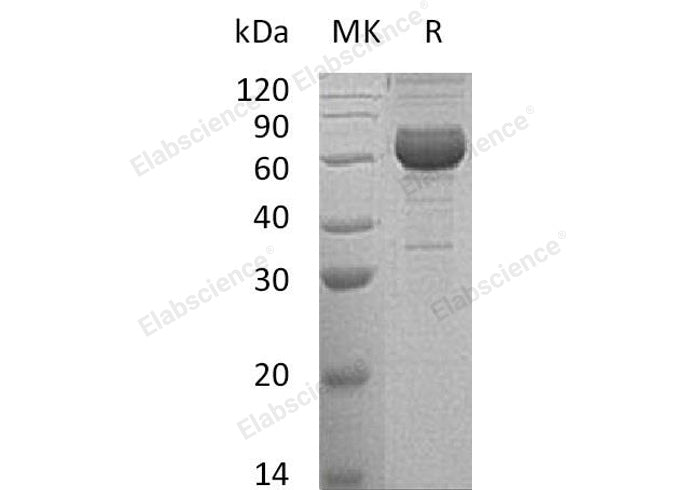 > 85 % as determined by reducing SDS-PAGE.