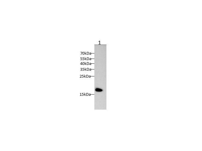 Anti-Rat CDNF Antibody - ABMIUM